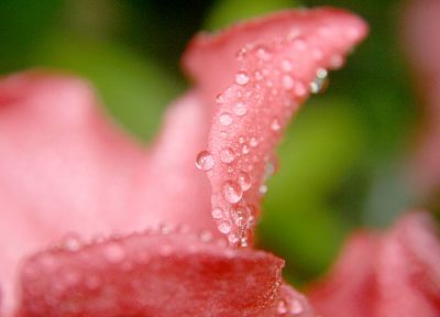 nature, flowers, pink, wet, water drops, flower petals - desktop wallpaper