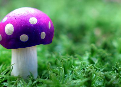 mushrooms, poison - desktop wallpaper