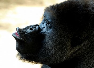 animals, gorillas - desktop wallpaper