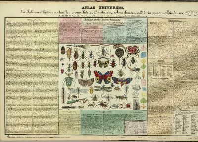 insects, knowledge, infographics, scheme - random desktop wallpaper