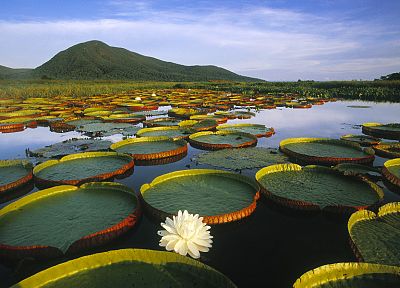 landscapes, lakes, lily pads, water lilies - desktop wallpaper
