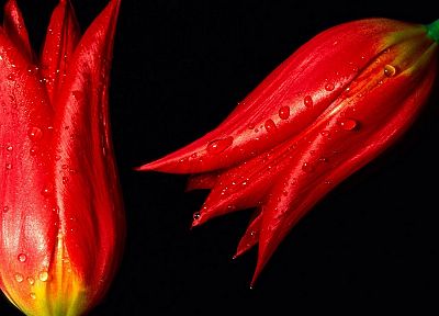 red, tulips - desktop wallpaper