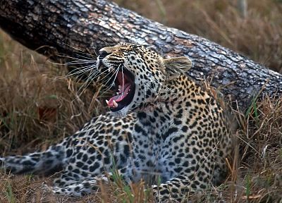 animals, young, South Africa, leopards, tree trunk - random desktop wallpaper