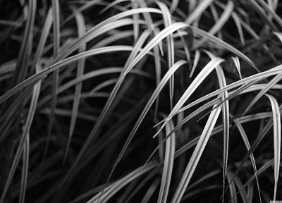 grass, monochrome - desktop wallpaper