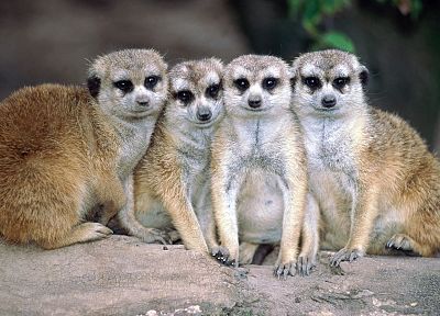 animals, meerkats, mammals - random desktop wallpaper