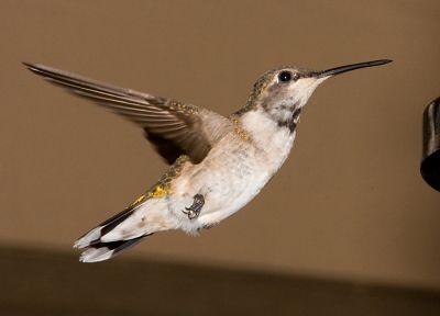 birds, hummingbirds - random desktop wallpaper
