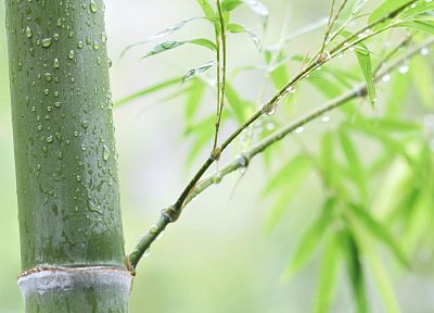 leaves, bamboo, plants - desktop wallpaper
