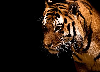 animals, tigers, black background - related desktop wallpaper