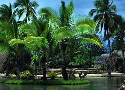 palm trees, Oahu - desktop wallpaper