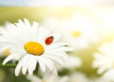 nature, flowers, summer, daisy, ladybirds - desktop wallpaper