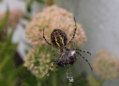 animals, insects, macro, spiders, arachnids - desktop wallpaper