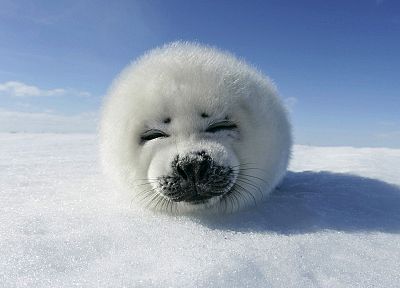 winter, snow, seals, animals - desktop wallpaper