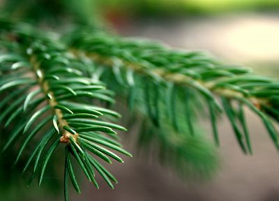 nature, trees, macro, spruce, branches - related desktop wallpaper