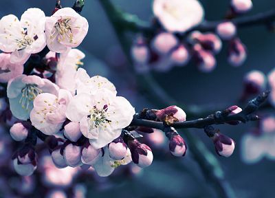 close-up, nature, flowers, spring - desktop wallpaper
