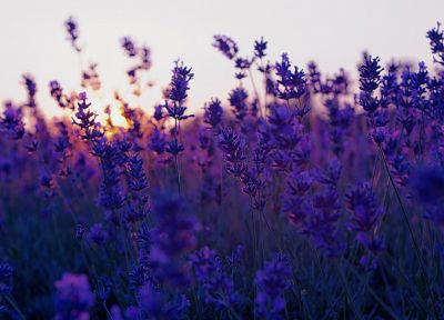 nature, flowers, lavender - desktop wallpaper
