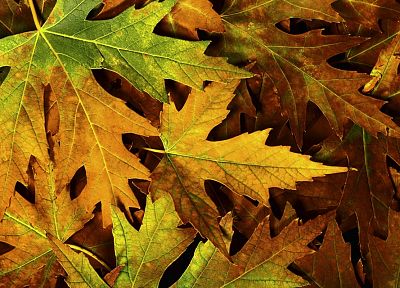 nature, autumn, leaves, maple leaf, fallen leaves - desktop wallpaper