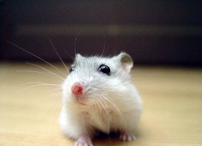 close-up, animals, curious, hamsters, black eyes - random desktop wallpaper