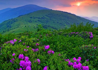 landscapes, flowers, fields, HDR photography - desktop wallpaper