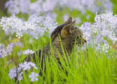 green, flowers, cats, grass, kittens - duplicate desktop wallpaper