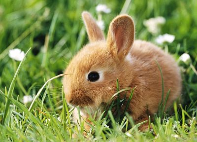 bunnies, animals - random desktop wallpaper