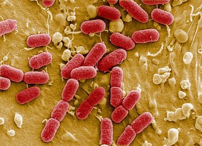 Bacteria, virus - related desktop wallpaper