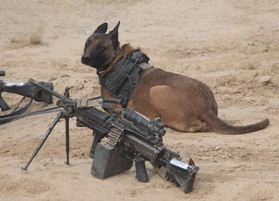 machine gun, military, dogs, EOD, M16, M16A4, M249 - desktop wallpaper