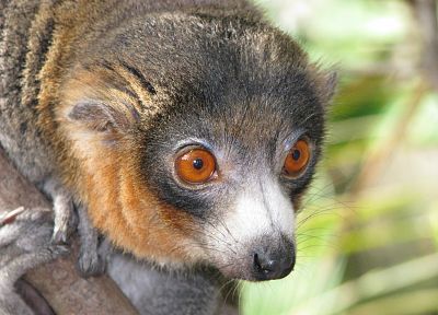 animals, lemur, primates - related desktop wallpaper