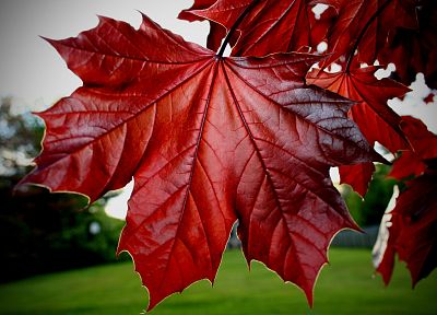 nature, leaf, red, plants - related desktop wallpaper
