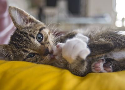 animals, kittens - desktop wallpaper