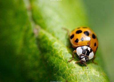 close-up, insects, ladybirds - desktop wallpaper