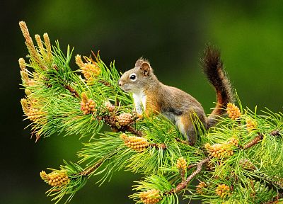 nature, animals, squirrels, depth of field, pine trees - random desktop wallpaper