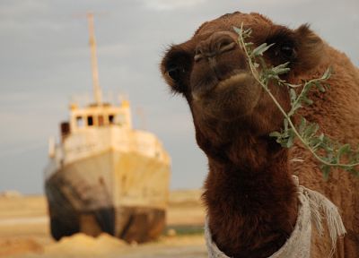 deserts, camels, shipwrecks - desktop wallpaper