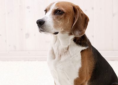 animals, dogs, canine, beagle - random desktop wallpaper