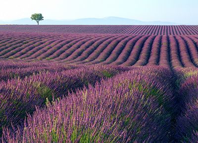 landscapes, flowers, fields, lavender, purple flowers - related desktop wallpaper