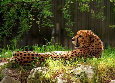 animals, cheetahs, feline - random desktop wallpaper