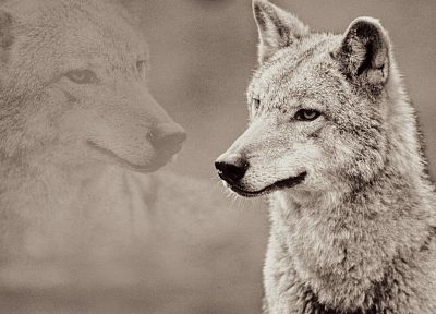wolves - duplicate desktop wallpaper