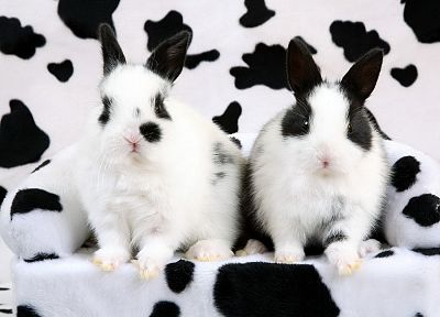 rabbits, spotted - desktop wallpaper