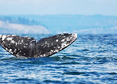 tails, whales - duplicate desktop wallpaper