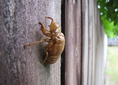 insects, macro, Cicada - random desktop wallpaper