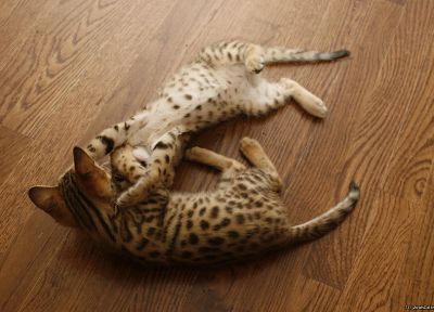 floor, animals, kittens, serval, spotted, wildcat, wood floor - desktop wallpaper