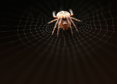 nature, insects, hunter, spiders - random desktop wallpaper