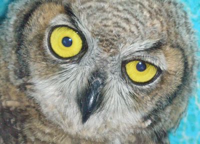 birds, yellow eyes, owls - random desktop wallpaper