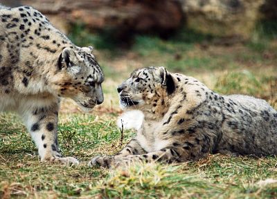 snow leopards - related desktop wallpaper