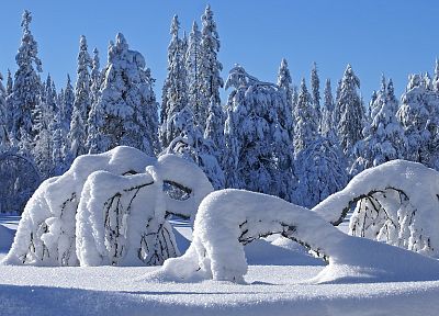 landscapes, winter, snow, trees, sunlight - random desktop wallpaper