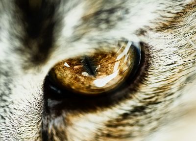 close-up, eyes, cats, animals - desktop wallpaper