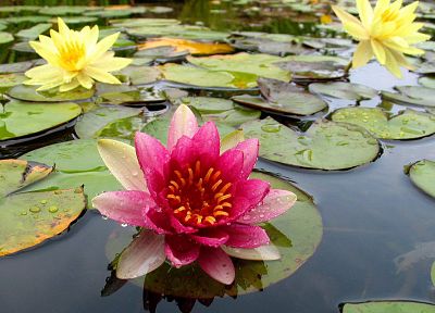 nature, flowers, plants, lily pads, water lilies - related desktop wallpaper