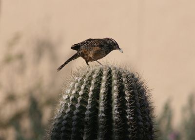 birds, cactus - random desktop wallpaper