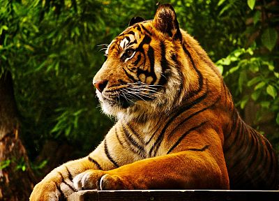 forests, animals, tigers, feline - desktop wallpaper
