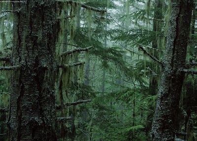 forests - desktop wallpaper