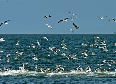 seagulls, oceans - desktop wallpaper